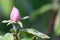 Quince fruit tree pale pink and rose hairy blossom bud texture macro,