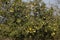 Quince fruits on the branches of tree, late autumn in the garden, late quince fruits