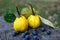 Quince fuits and blackthorn berries on old wood background.