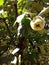 Quince. Green Fruit. The sun.