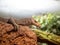 the Quince monitor, Varanus melinus, lies on a rock and observes the surroundings