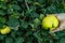 Quince plant with a yellowish fruit