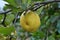 Quince ripens on the branch of the bush