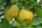 Quince ripens on the branch of the bush