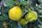 Quince ripens on the branch of the bush