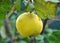 Quince ripens on the branch of the bush