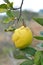 Quince ripens on the branch of the bush