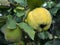 Quince ripens on the branch of the bush