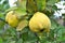 Quince ripens on the branch of the bush