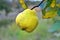 Quince ripens on the branch of the bush