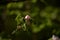 Quince tree in blooming time. pink flowers on twig