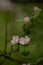 Quince tree in blooming time. pink flowers on twig