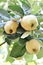 Quince tree growing in the garden