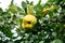 Quinces. Copy space composition. Ripe yellow quince fruits grow on a quince tree with green foliage in late autumn