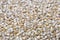 Quinoa Chenopodium quinoa, background texture