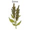 Quinoa Chenopodium quinoa superfood, healthy plant