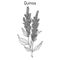 Quinoa Chenopodium quinoa superfood, healthy plant