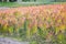 Quinoa cultivated fields