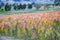 Quinoa cultivated fields