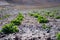 Quinoa, farming, ranch