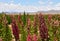 Quinoa field in Andean region