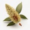 Quinoa, the golden grains, seeds