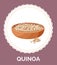 Quinoa grains in a plate. Vegan protein food vector illustration. Cereal for making porridge