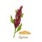 Quinoa grass cereal crops