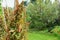 Quinoa growing in a lush allotment