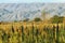 Quinoa plantation (Chenopodium quinoa)