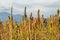 Quinoa plantation (Chenopodium quinoa)