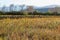 Quinoa plantation (Chenopodium quinoa)