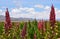 Quinoa plantations in Bolivia