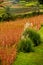 Quinoa plantations in Chimborazo, Ecuador