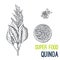 Quinoa. Super food hand drawn sketch vector