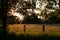 Quintessential English scene, a warm Summer`s evening with cows grazing in the fields