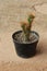 quirky little cactus growing in black pot.