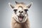 Quirky Llama Close-up of Expressive Humor in Studio