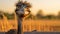 Quirky Ostrich With Golden Light: A Captivating Webcam Photography