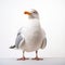 Quirky Portrait Of A White Seagull In An Empty Space