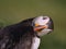 Quirky shot of Atlantic Puffin preening