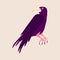 Quirky strange crow. A bizarre strange bird with a purple color