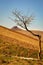 Quirky Tree in the Middle of the Hills of Auvergne