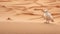 Quirky Visual Storytelling: Tired Dove Walking Through Desert