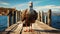 Quirky Visual Storytelling: Turkey On Old Pier