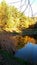 Quite lake and sunny forest