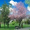 Quite park bench under flowering cherry tree