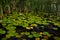 Quite spot on the water with Lily Pads and Cattails