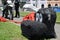 QUITO, ECUADOR - JANUARY 28, 2016: Close up of a head s bull made of foam, march protesters in an anti bullfightting in