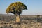 A quiver tree Aloe dichotoma